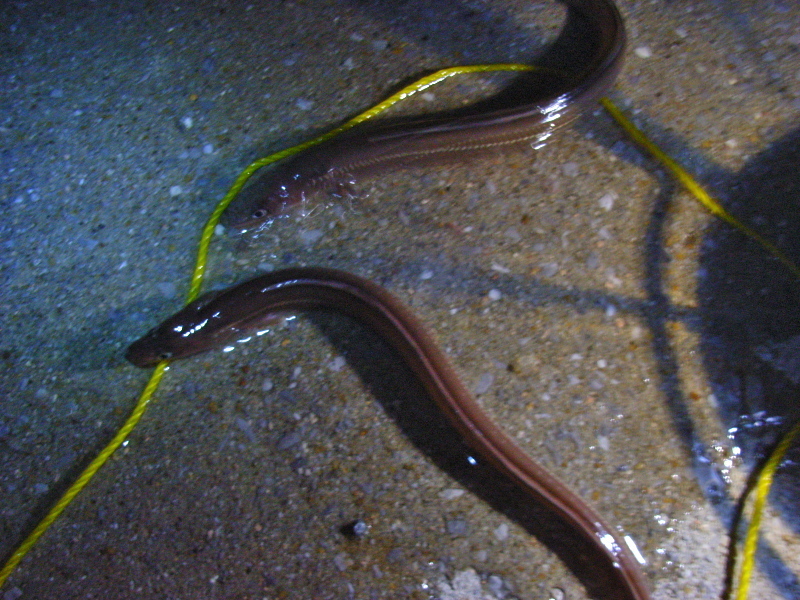 Earthの釣り日記 夜釣り In 広島 草津港 08 09 26 金